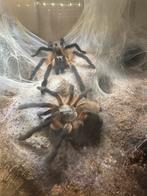 Monocentropus balfouri, Dieren en Toebehoren, Insecten en Spinnen, Spin of Schorpioen