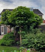 3 Catalpa's, Tuin en Terras, Planten | Bomen, Ophalen, Halfschaduw, Overige soorten, 100 tot 250 cm