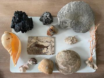 Mooie verzameling mineralen en fossielen 