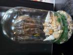Opgezette degenkrab in zeestolp, Verzamelen, Dierenverzamelingen, Ophalen, Zo goed als nieuw