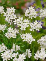 Allium Nigrum, 10 kleine plantjes, Ophalen, Zomer, Overige soorten, Volle zon