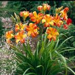 Hemerocallis Frans Hals | Daglelie | Chemievrij | C1,5, Overige soorten, Volle zon, Vaste plant, Ophalen of Verzenden