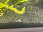 Baby/jonge  helena slakjes, Dieren en Toebehoren, Vissen | Aquariumvissen, Slak of Weekdier