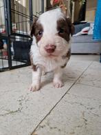 Choco witte en merle border collie's, Dieren en Toebehoren, Honden | Herdershonden en Veedrijvers, België, Particulier, Rabiës (hondsdolheid)
