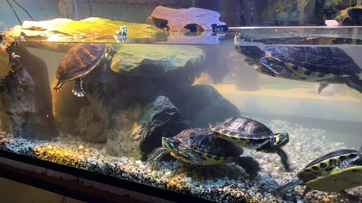 Mooi ruim aquarium / schilpad verblijf