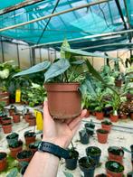 Alocasia Metallic Blue - Kamerplant p12, Overige soorten, In pot, Minder dan 100 cm, Groene kamerplant