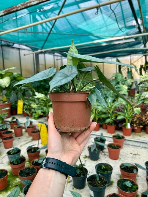 Alocasia Metallic Blue - Kamerplant p12, Huis en Inrichting, Kamerplanten, Overige soorten, Minder dan 100 cm, Groene kamerplant