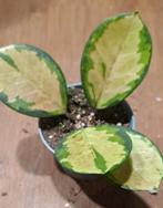 Hoya Australis lisa, Ophalen of Verzenden, Halfschaduw, Minder dan 100 cm