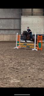 Verzorger aangeboden/verzorg paard gezocht, Dieren en Toebehoren, Ophalen, Nieuw