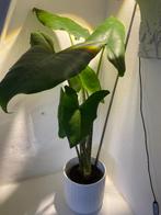 Alocasia Zebrina incl pot, Ophalen, In pot, Halfschaduw, Minder dan 100 cm