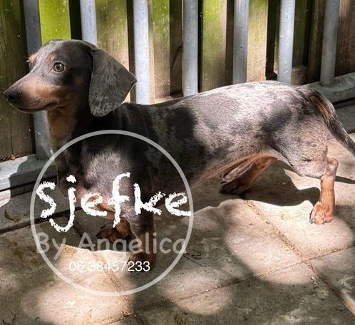 Dwerg dekreu sjefke NIET TE KOOP!, Dieren en Toebehoren, Honden | Teckels en Dashonden, Reu, Korthaar, Dwerg, Particulier, Eén hond