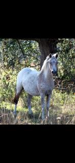 Fewspot 7 jarige ruin, Dieren en Toebehoren, Pony's, Gechipt, Ruin, 7 tot 10 jaar, B pony (1.17m tot 1.27m)