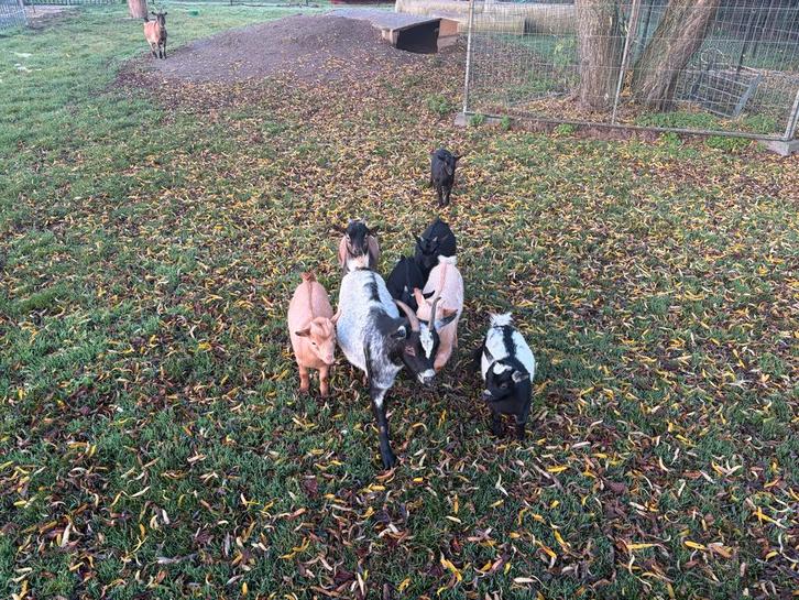 Dwerggeitjes, Dieren en Toebehoren, Schapen, Geiten en Varkens, Geit, Mannelijk, 0 tot 2 jaar