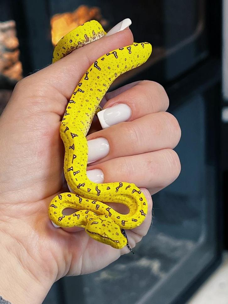 0.0.11 Morelia viridis “manokwari” GTP