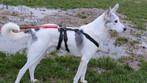 Jack zoekt een baasje, Dieren en Toebehoren, 6 jaar of ouder, Rabiës (hondsdolheid), Buitenland, Groot