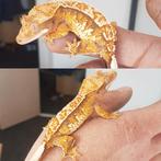 CrestedGecko/ Wimpergekko, Dieren en Toebehoren, Hagedis, Tam, 0 tot 2 jaar