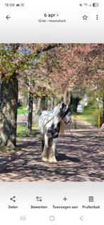 Zeer mooie tinker te koop, Dieren en Toebehoren, Paarden, Merrie, Recreatiepaard