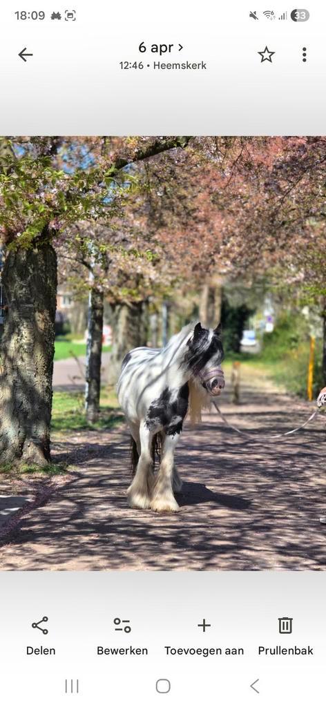 Zeer mooie tinker te koop, Dieren en Toebehoren, Paarden, Merrie, Recreatiepaard
