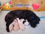 3 mei geboren! 4 Boomer pups.Malteser x shi zu/dwergpoedel, Overige rassen, 8 tot 15 weken, Meerdere, Meerdere dieren
