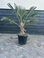 Trachycarpus Wagnerianus palmboom 20/30 cm Stam, Minder dan 100 cm, Zomer, Volle zon, Ophalen