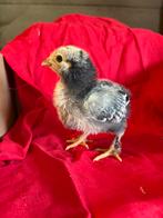 Kuikens, Dieren en Toebehoren, Pluimvee, Meerdere dieren, Kip