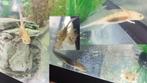 Axolotlbaby's, klaar om te verhuizen, Amfibie