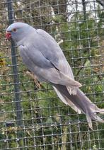 Violet dominant gezoomde halsbandparkiet, Dieren en Toebehoren, Vogels | Parkieten en Papegaaien, Vrouwelijk, Parkiet, Geringd