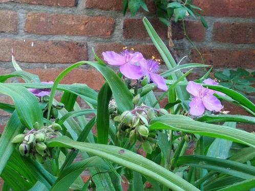 Eendagsbloem (siergras) (winterhard), Tuin en Terras, Planten | Tuinplanten, Siergrassen, Volle zon, Zomer, Ophalen of Verzenden