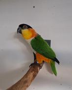 Koppel Zwartkop Caiques, Meerdere dieren, Papegaai, Geringd