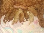 Australian Labradoodle pups (kleine medium), Dieren en Toebehoren, 8 tot 15 weken, CDV (hondenziekte), Meerdere, Meerdere dieren