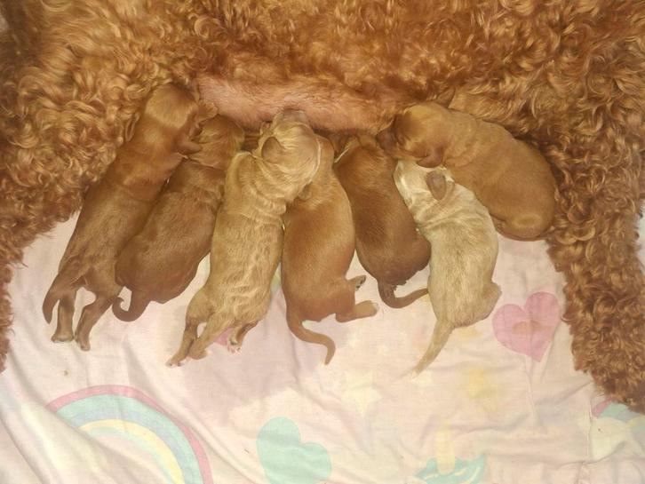 Australian Labradoodle pups (kleine medium), Dieren en Toebehoren, Honden | Niet-rashonden, Middel, Meerdere dieren, Particulier