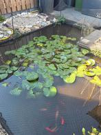 Grote Waterlelie voor vijver, Tuin en Terras, Ophalen of Verzenden