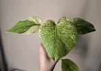 Monstera deliciosa Mint, Huis en Inrichting, Ophalen of Verzenden, Overige soorten, Minder dan 100 cm
