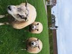 Te koop! Mooie,  luxe  texelaar Dekrammen!, Mannelijk, Schaap