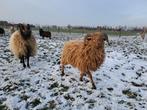 Stamboek Skudde ram, Mannelijk, Schaap, 0 tot 2 jaar