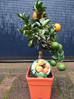 ​Citrus 'Chinotto' - Mirtebladige Sinaasappelboom H: 52 cm., Ophalen, Minder dan 100 cm, Volle zon, Citroenboom