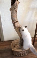 Boomstam Krabpaal, Dieren en Toebehoren, Krabmeubelen, Ophalen of Verzenden, Nieuw, Krabpaal