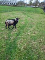 geit, Dieren en Toebehoren, Schapen, Geiten en Varkens, Mannelijk, Geit, 3 tot 5 jaar