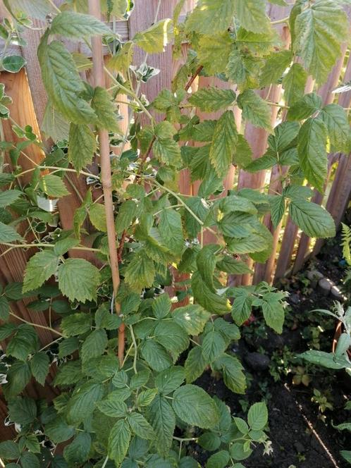 Bramen struik met gele bramen zoet zie foto's 1.50 hoog., Tuin en Terras, Planten | Fruitbomen, Overige soorten, Minder dan 100 cm