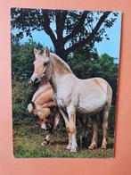 paard kaart poppverlag Fjordenpaarden., Ophalen, 1980 tot heden, Ongelopen, Paard