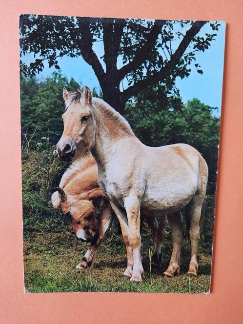 paard kaart poppverlag Fjordenpaarden., Verzamelen, Ansichtkaarten | Dieren, Ongelopen, 1980 tot heden, Paard, Ophalen