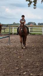 Verzorger aangeboden, Dieren en Toebehoren, Ophalen of Verzenden