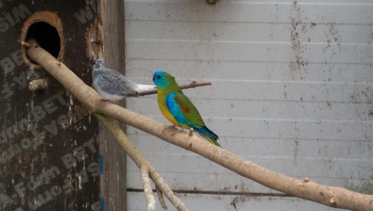 turquosines,bourkes, Dieren en Toebehoren, Vogels | Parkieten en Papegaaien, Parkiet, Meerdere dieren