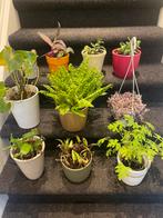 Kamerplant in pot! Zoek uit 1 euro, Ophalen of Verzenden, Overige soorten, Volle zon