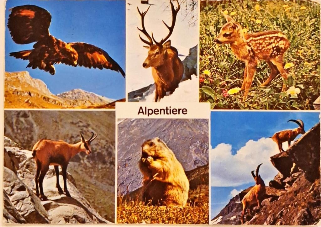 Alpendieren Zwitserland 1972, Verzamelen, Ophalen of Verzenden, 1960 tot 1980, Gelopen, Overig Europa
