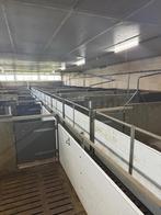 Vleesvarkens inrichting brijvoer [677]