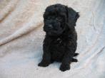 mini labradoodle puppys, Rabiës (hondsdolheid), Overige rassen, 8 tot 15 weken, Meerdere