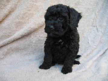 mini labradoodle puppys beschikbaar voor biedingen