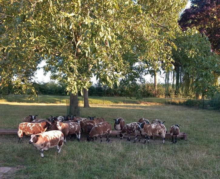 Bagger bonte ramlammeren te koop, Dieren en Toebehoren, Stalling en Weidegang