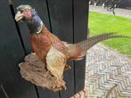 Fazant, opgezet, taxidermie, fazantenhaan, Ophalen of Verzenden, Opgezet dier